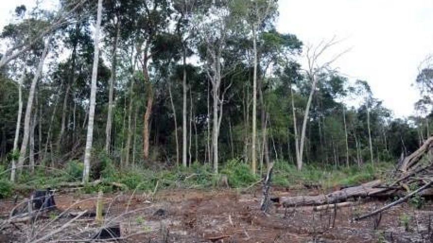 Tiếp tay, nhận hối lộ cho việc hủy hoại đất lâm nghiệp ở Đắk Nông